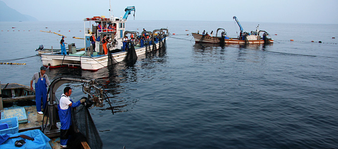 大敷網漁の様子