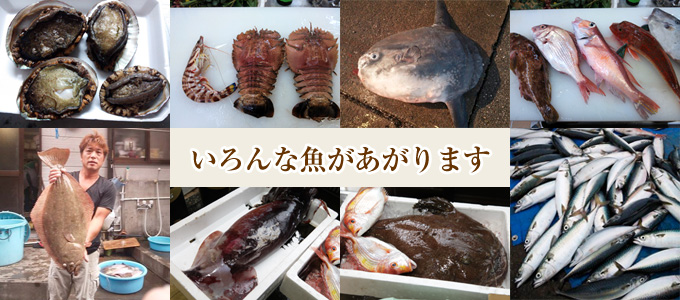 いろんな魚があがります